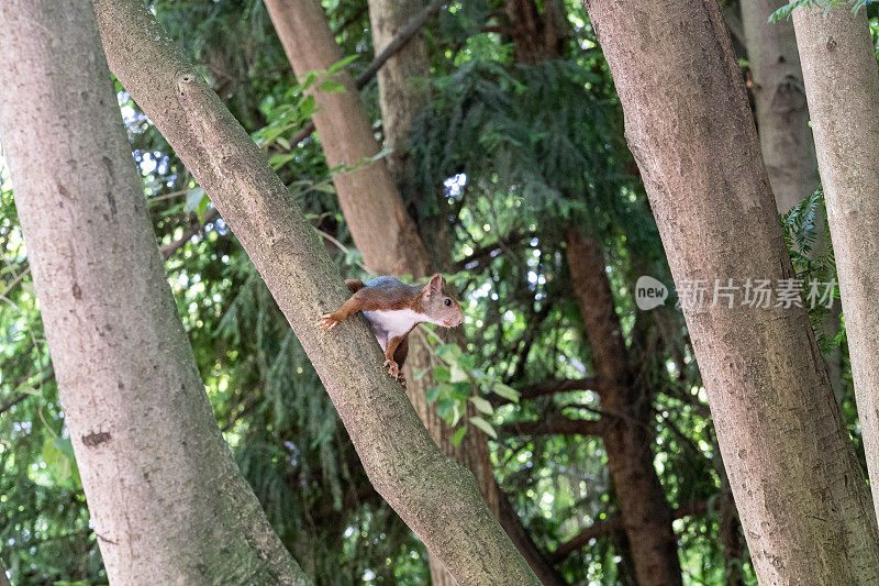 红松鼠(Sciurus vulgaris)在树枝间跳跃。